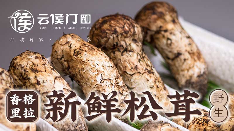 又是一年松茸季——上維云南野生菌品牌形象案例